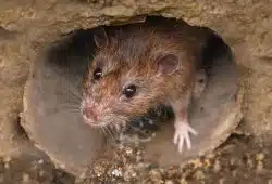 Broken sewer lines often exacerbate rodent problems.