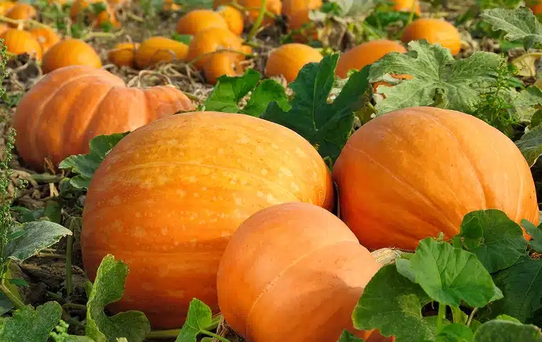 A field of large, vibrant orange pumpkins surrounded by green leaves in a sunny autumn setting in Corryton