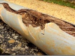 Pipe Destroyed by Roots
