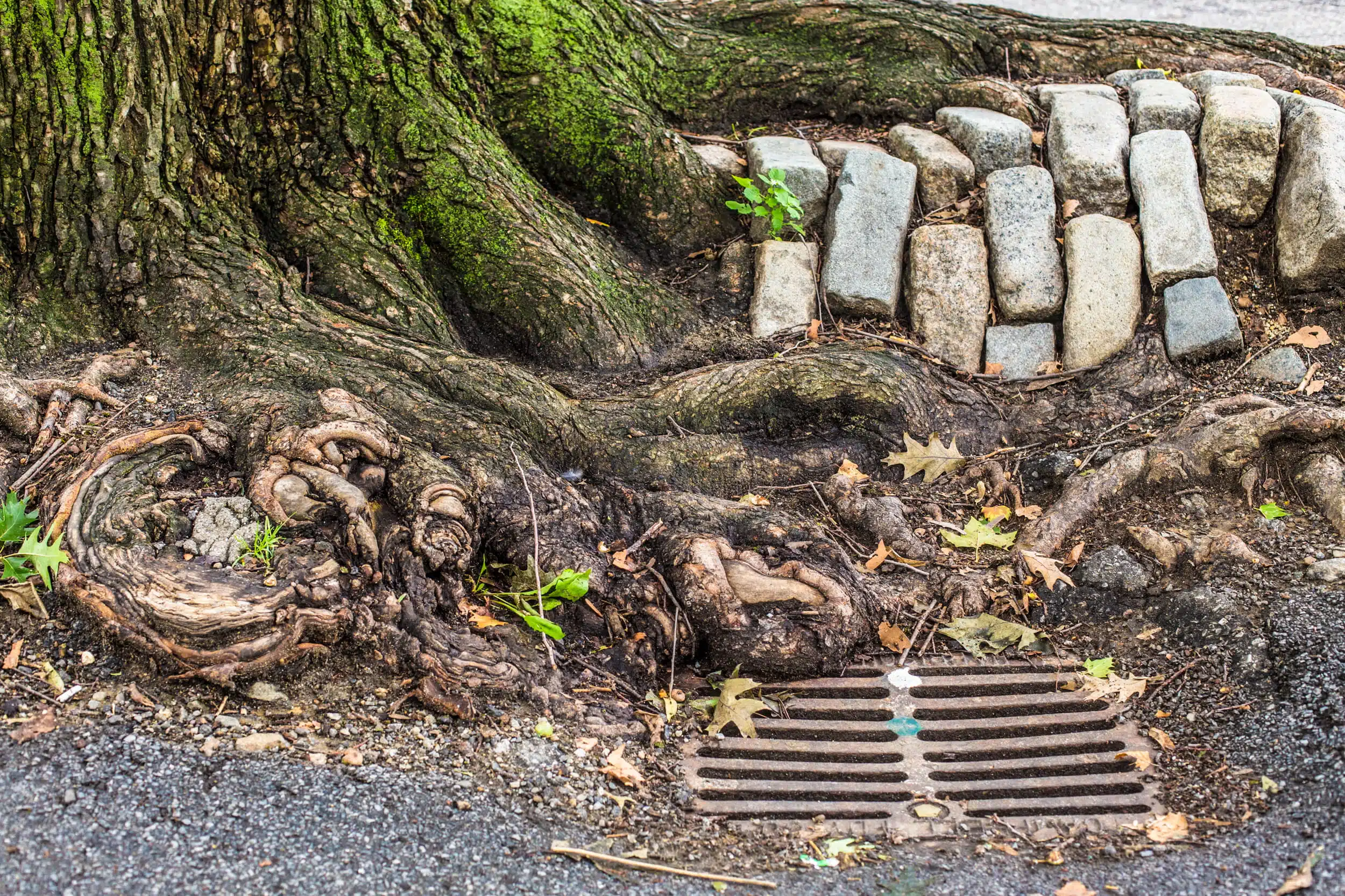 tree roots